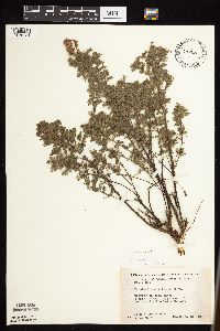 Dalea villosa image