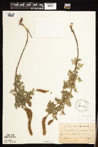 Dalea villosa image