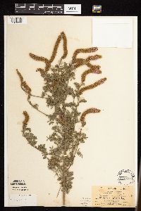 Dalea villosa image