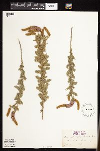 Dalea villosa image