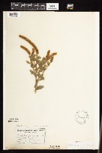 Dalea villosa image