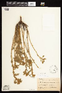 Dalea villosa image