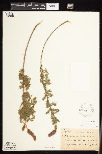 Dalea villosa image