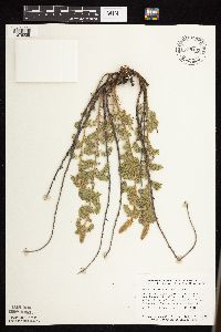 Dalea villosa image