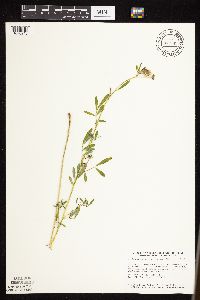 Dalea villosa image
