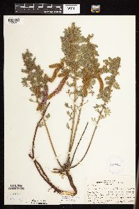 Dalea villosa image