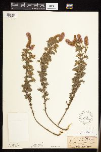 Dalea villosa image