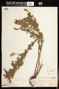 Dalea villosa image