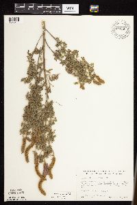 Dalea villosa image