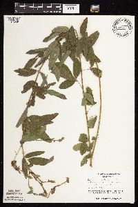 Desmodium canadense image