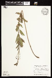 thumbnail image of current specimen