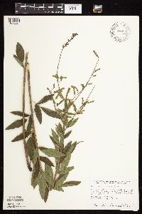 thumbnail image of current specimen
