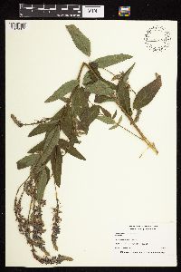 Desmodium canadense image