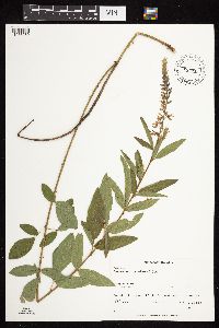 thumbnail image of current specimen