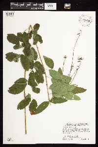 Desmodium canadense image
