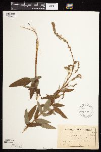 thumbnail image of current specimen