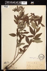 Desmodium canadense image