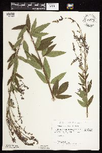 Desmodium canadense image