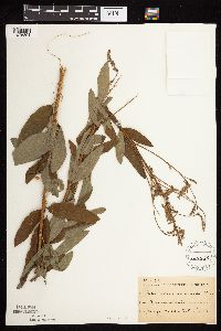 Desmodium canadense image
