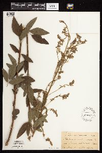 Desmodium canadense image