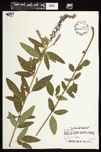 Desmodium canadense image