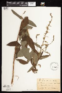 Thumbnail image of current specimen