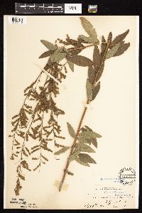 thumbnail image of current specimen