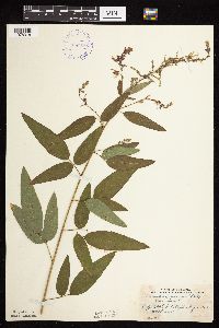Desmodium canadense image