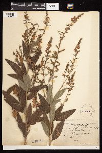 Desmodium canadense image
