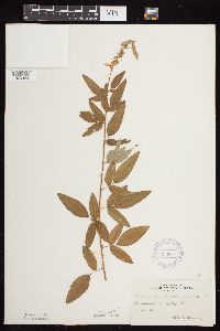 thumbnail image of current specimen