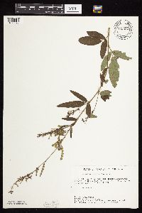 Desmodium canadense image