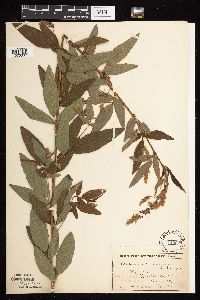 Desmodium canadense image
