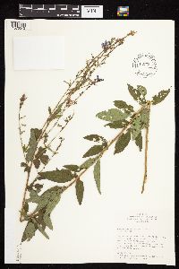 Desmodium canadense image