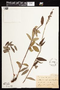 Desmodium canadense image