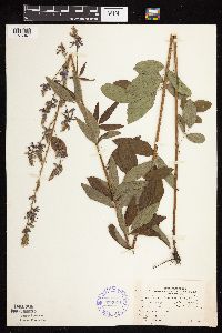Desmodium canadense image