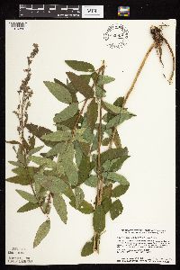 Desmodium canadense image