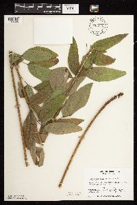 Desmodium canadense image