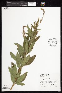 Desmodium canadense image