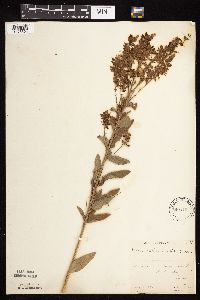 Desmodium canadense image