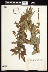 Desmodium canadense image