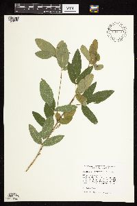 Desmodium canadense image