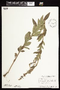 Desmodium canadense image