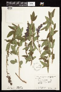 Desmodium canadense image