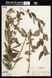 thumbnail image of current specimen