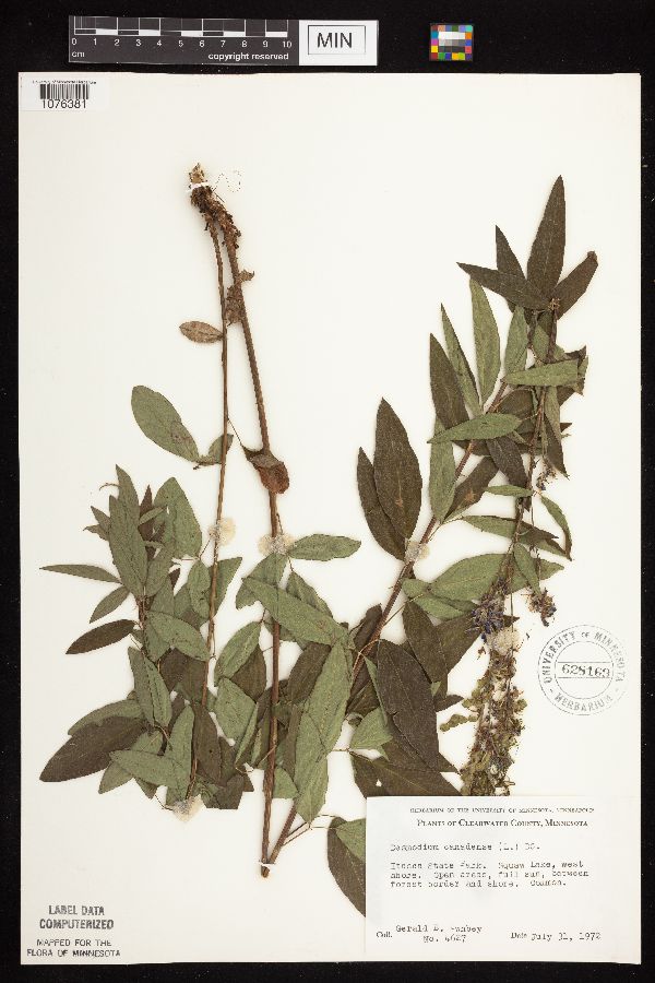 Desmodium canadense image