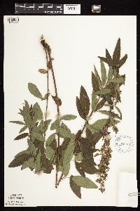 Desmodium canadense image