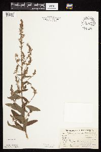 Desmodium canadense image