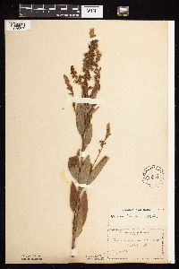 Desmodium canadense image