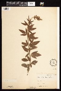 Desmodium canadense image