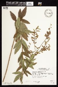 Desmodium canadense image